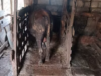 ثور, الماشية — الصورة 8