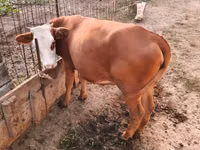 Rinder (Partie, Geschlecht nicht angegeben), Simmental cattle — Foto 1
