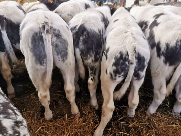أبقار (دفعة، الجنس غير محدد), Russian Black pied cattle
