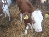 牛只（批次，未指定性别）, Simmental cattle — 照片 7