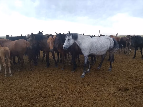 Mare, Horses