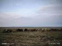 Qoʻchqor, Edilbay sheep — 7-rasm