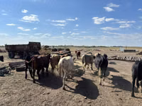 Bull, Cattle — photo 7