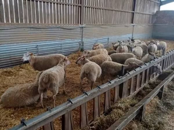 Schaf, Rouge de l’Ouest sheep