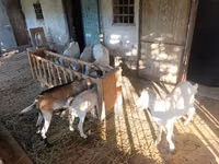 Goat, Saanen goat — photo 5
