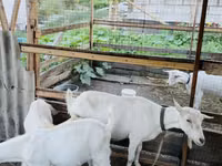 母山羊, Goats — 照片 3