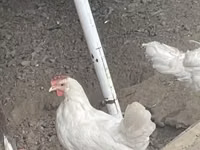 Leghorn — Foto 1