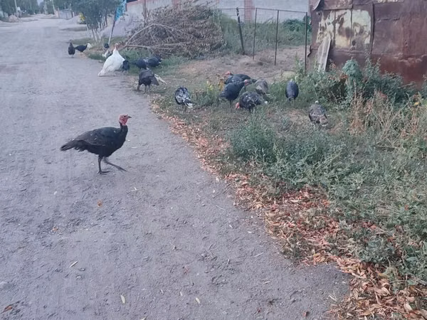 Turkeys — Kirgisistan