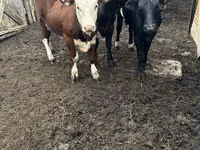母牛, Russian Black pied cattle — 照片 4