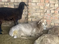 Qoʻchqor, Arashan sheep — 1-rasm