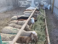 Schaf, Tian-Shan semifinewool sheep — Foto 3