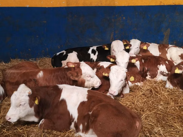 ثور, Simmental cattle