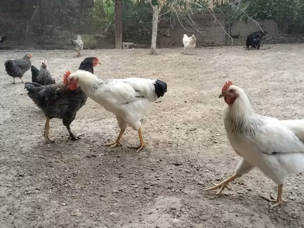 أدلر سيلفر
