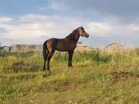 Айғыр, Kazakh horse — 1-сурет