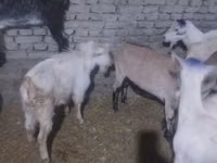 Cabro, Saanen goat — foto 2