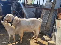 عنزة, Saanen goat — الصورة 5