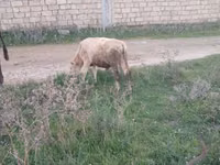 Букачар, Сиырлар — сүрөт 4