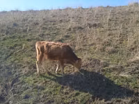 母牛, Cattle — 照片 2
