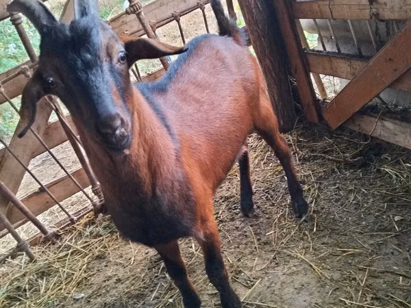 تيس, Nubian Goat