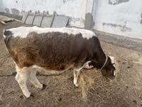 Сиыр, Latvian Blue cattle — 3-сурет