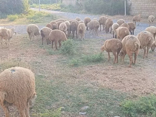 Овцы (партия, пол не указан), Бараны