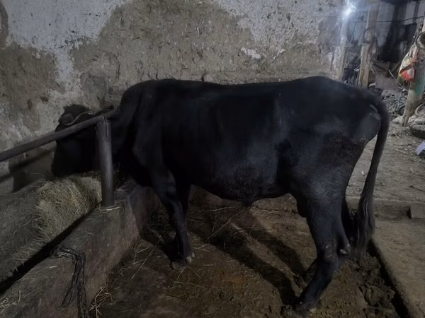 公牛, Alatau breed — 吉尔吉斯斯坦
