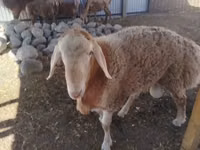 Қошқар, Arashan sheep — 4-сурет