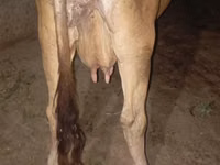 Kuh, Ukrainian Brown Dairy Cattle — Foto 2