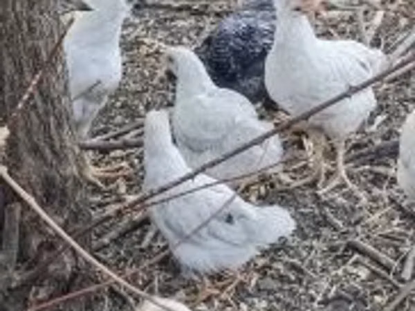 Chickens