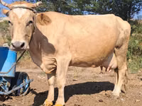 गाय, Latvian Blue cattle — फ़ोटो 2