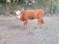 Sigir, Latvian Blue cattle — 5-rasm