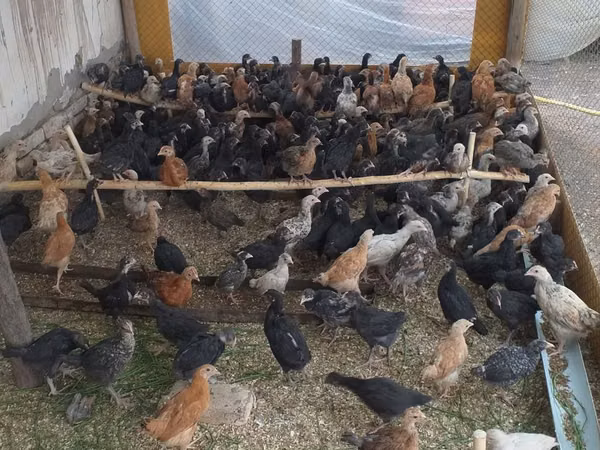 Chickens