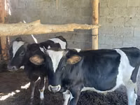 公牛, Swiss cattle — 照片 1