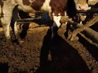 母牛, Simmental cattle — 照片 3