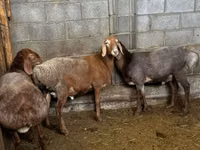 Schaf, Katum sheep — Foto 3