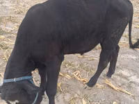 公牛, Holstein breed — 照片 1