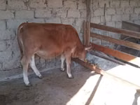 公牛, Simmental cattle — 照片 4