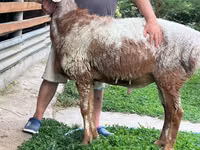 Qoʻchqor, Arashan sheep — 1-rasm
