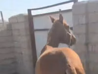 母马, Kazakh horse — 照片 2