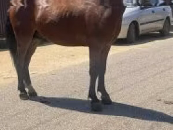 Mare, Horses