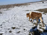 Vaca, Simmental cattle — foto 5