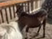 Ziegenbock, Nubian Goat — Foto 3