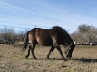 Caballo, Hucul pony — foto 1