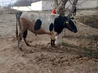公牛, Holstein breed — 照片 3