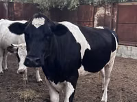 母牛, Holstein breed — 照片 1