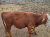 Bulle, Rotes Steppenrind — Foto 2