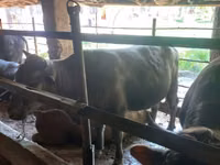 Toro, Ganado vacuno — foto 5