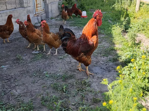 Chickens
