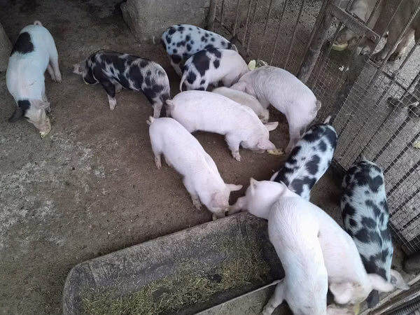 Toʻngʻiz, Choʻchqalar