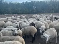 Schaf, Schafe — Foto 2
